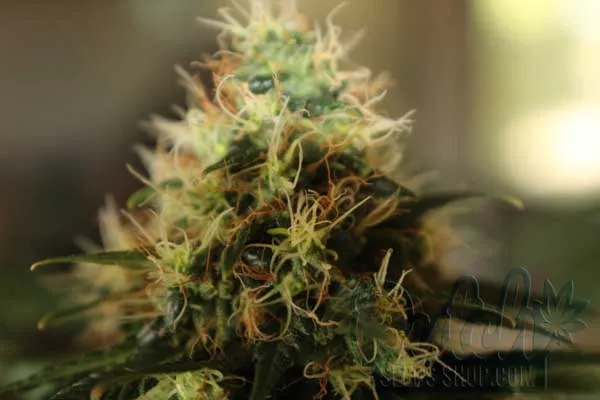 Preserving High-Quality Females