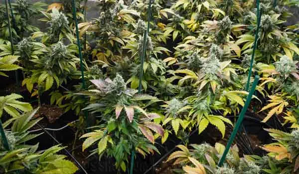 Preventing Deformed Leaves in the Future