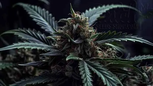 Proper Dosage And Frequency How Ppm Should You Mist