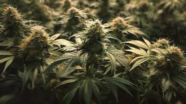 Proper Maintenance Of Plants