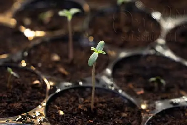 Proper Transplanting Techniques