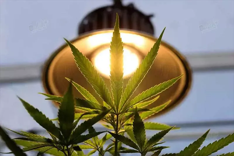 Pros and Cons of LED Lights, HID, CFL, and Metal Halide