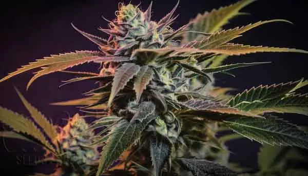 Pure Indica Strains Purple Kush