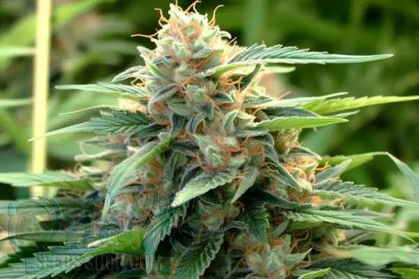 Pure Power Plant Strain Origin