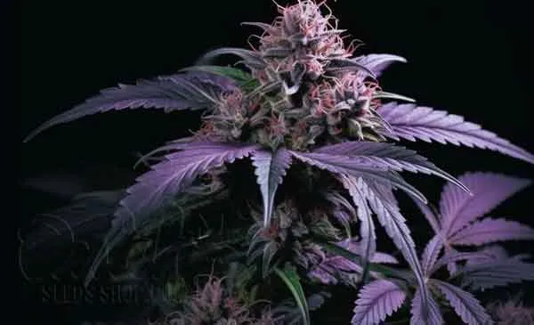 Purple Bud Effects