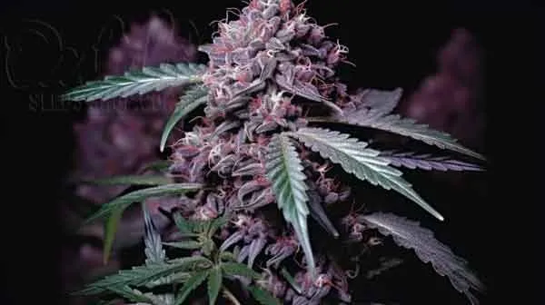 Purple Bud