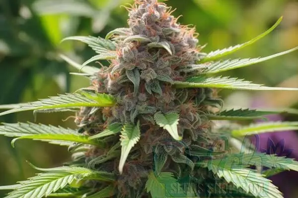 Purple Haze Autoflower Strain Origin