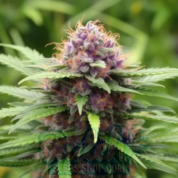 Purple Haze Feminized Seeds