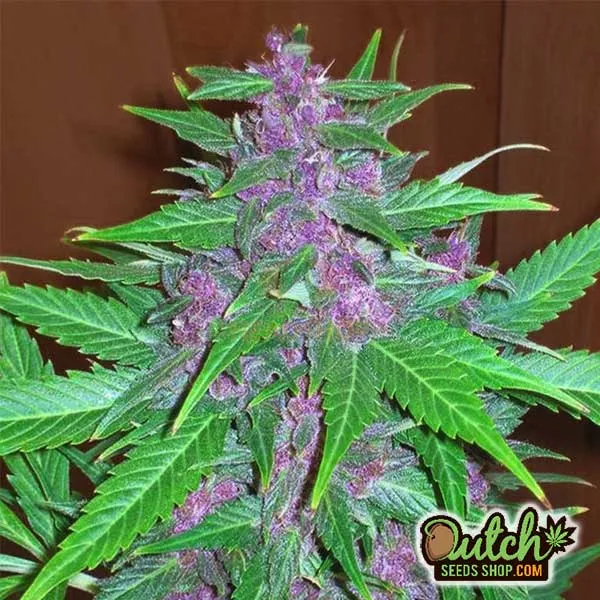 Purple Haze Seeds
