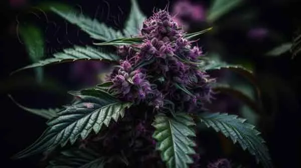 Purple Kush Characteristics