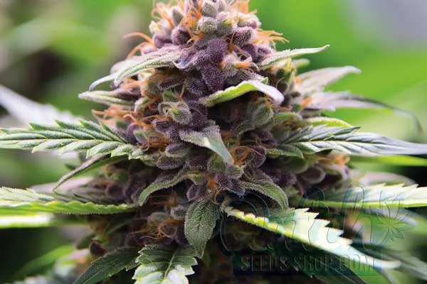 Purple Kush Weed Effects