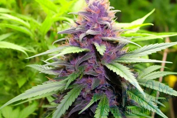 Purple Power Strain Origin