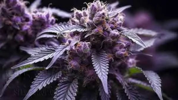 Purple Punch Characteristics