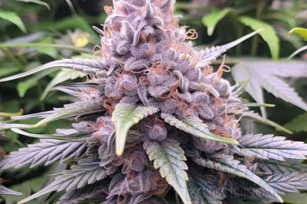 Purple Punch Strain Origin