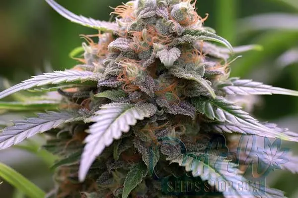 Purple Urkle Strain Origin
