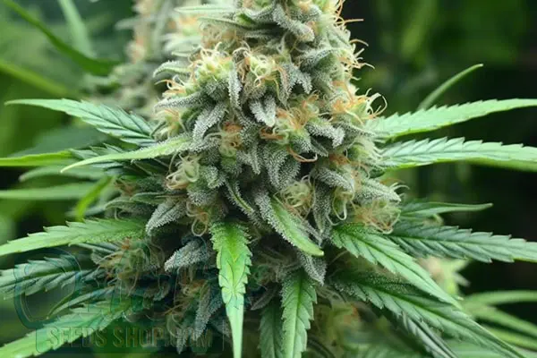 Quantum Kush Strain Origin