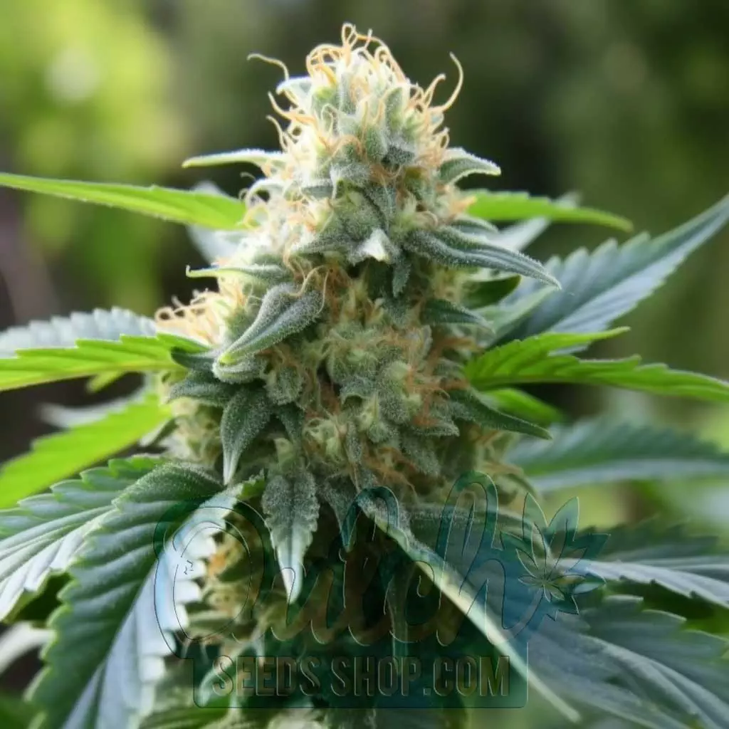 Buy Quick One Autoflower Cannabis Seeds For Sale - DSS