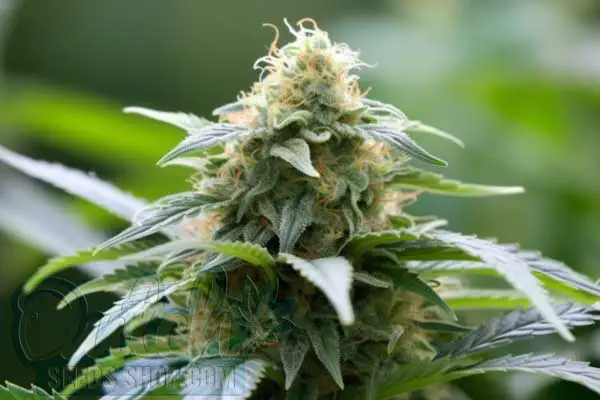 Quick One Autoflower Strain Origin