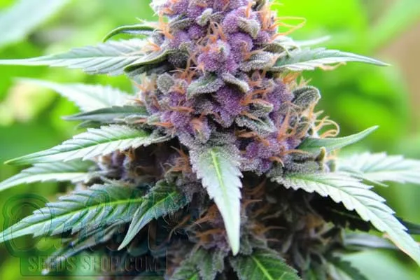 Rainbow Kush Strain Origin