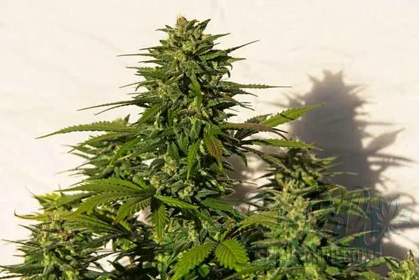 Recent Advancements and Improved Genetics