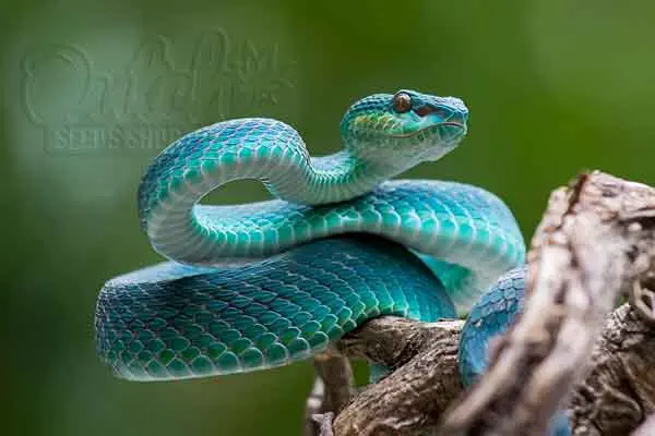Responsible Snake Ownership