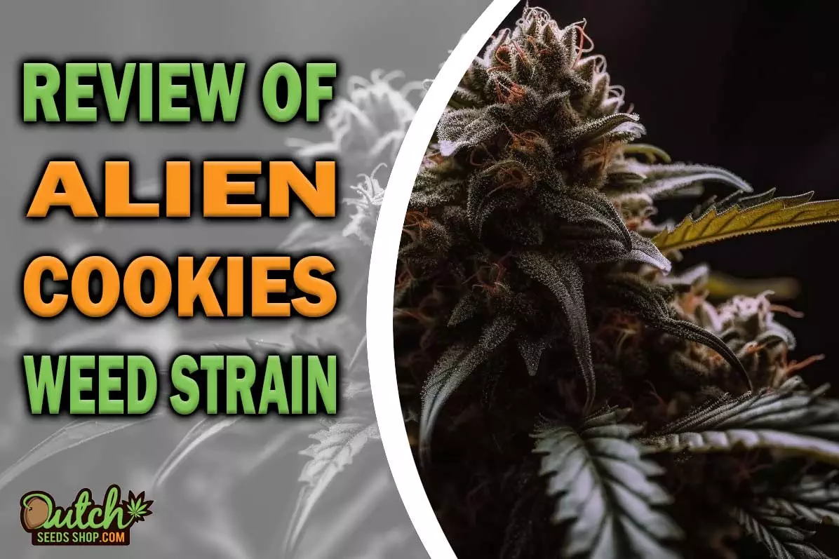 Alien Cookies Marijuana Strain Information and Review