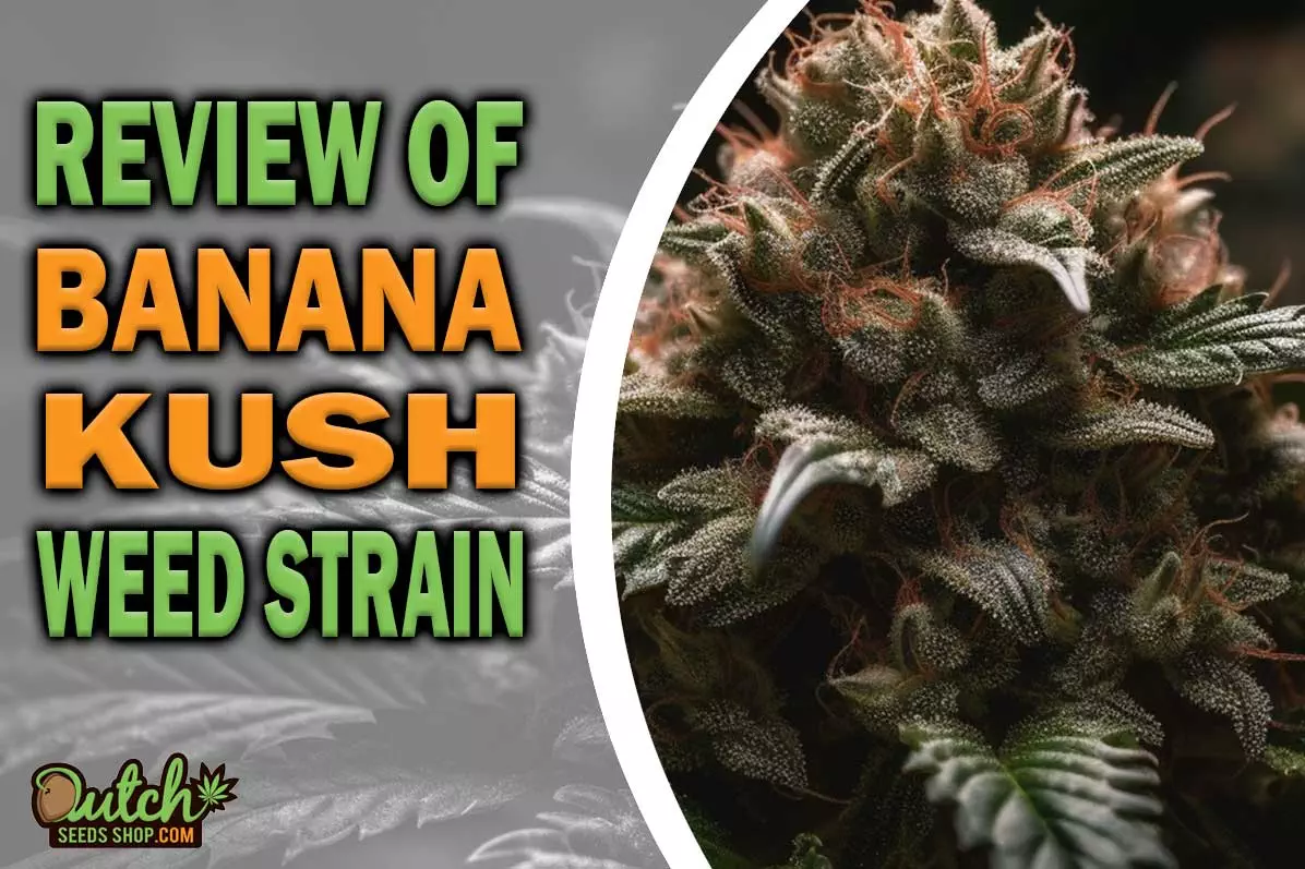 Banana Kush Marijuana Strain Information and Review