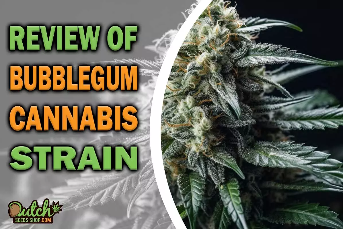 BubbleGum Marijuana Strain Information and Review