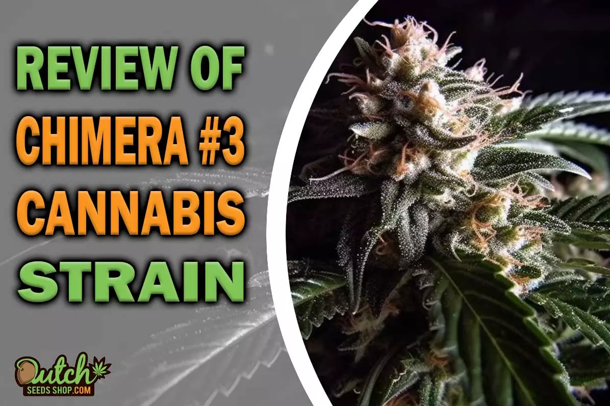 Chimera #3 Marijuana Strain Information and Review