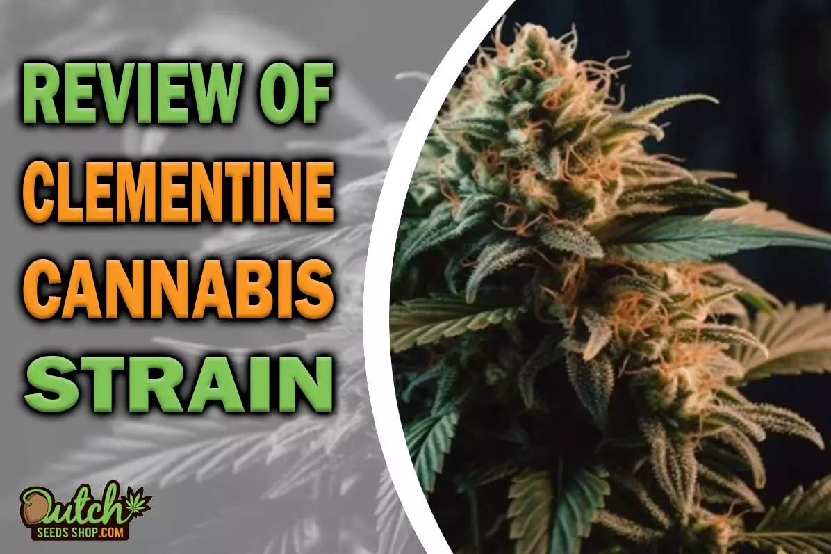 Clementine Marijuana Strain Information and Review