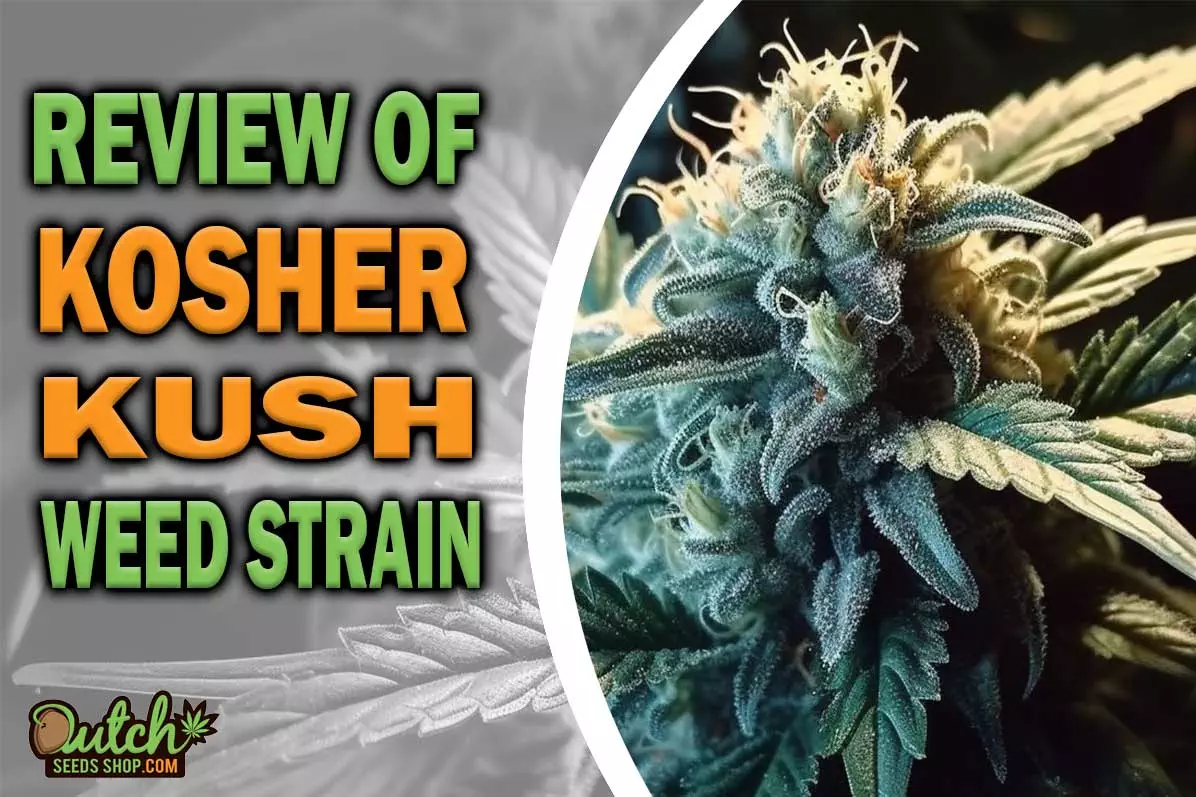 Kosher Kush Marijuana Strain Information and Review