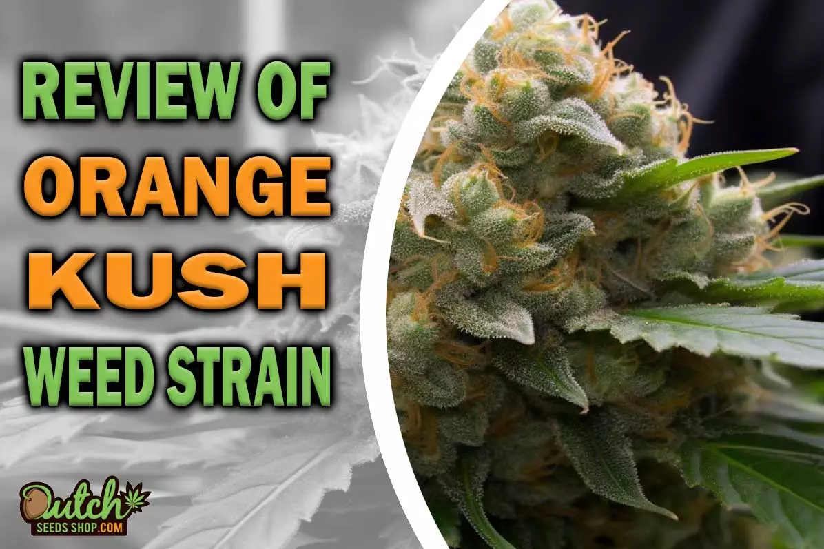 Orange Kush Marijuana Strain Information and Review