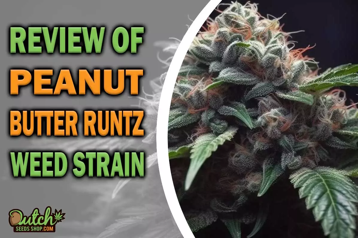Peanut Butter Runtz Marijuana Strain Information and Review