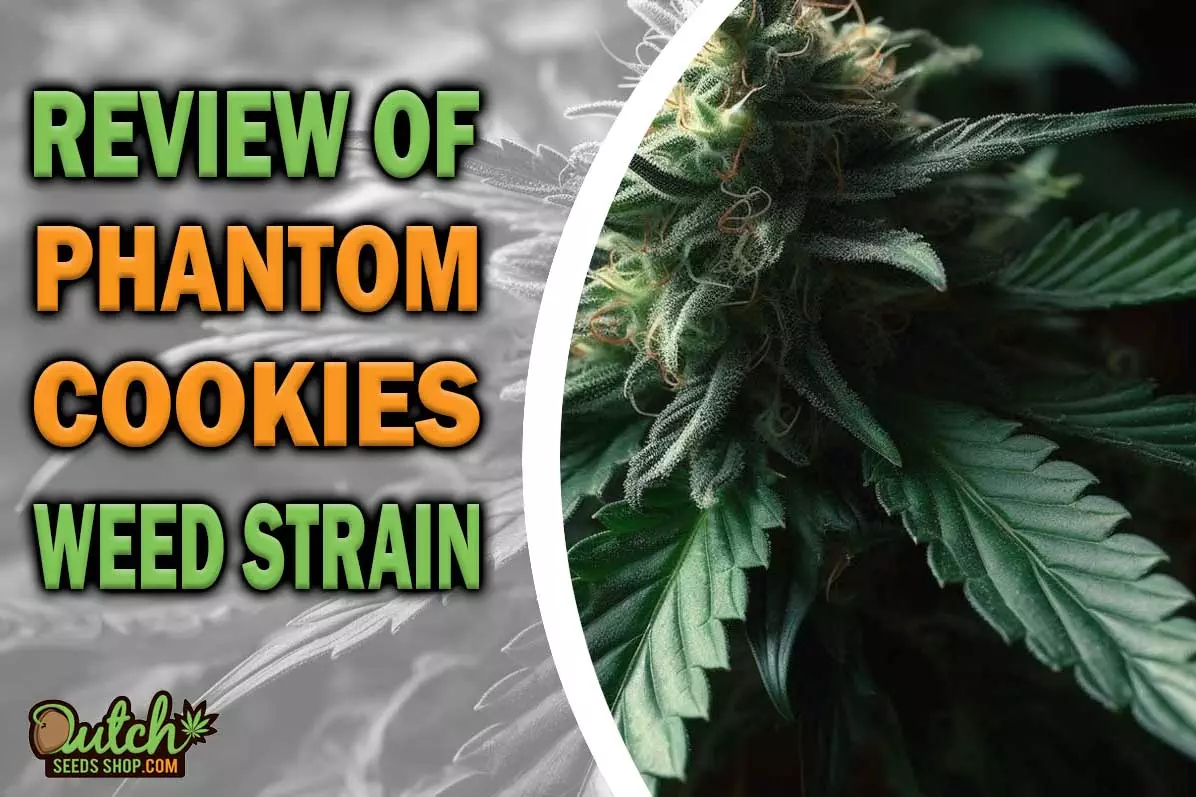 Phantom Cookies Marijuana Strain Information and Review