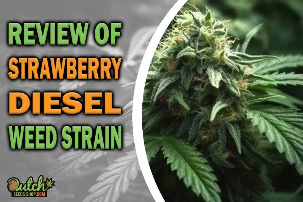 Review Of Strawberry Diesel Weed Strain