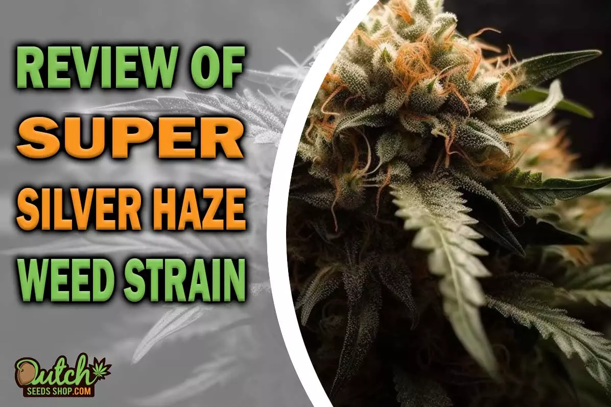 Super Silver Haze Marijuana Strain Information and Review