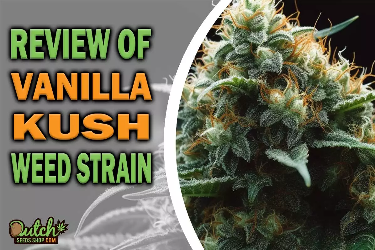 Vanilla Kush Marijuana Strain Information and Review