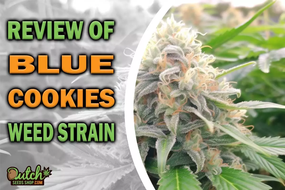 Blue Cookies Marijuana Strain Information and Review