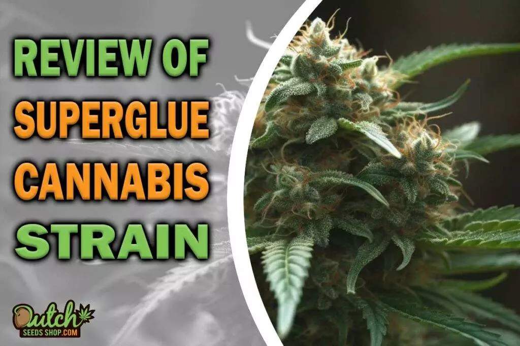 Review of Superglue Cannabis Strain