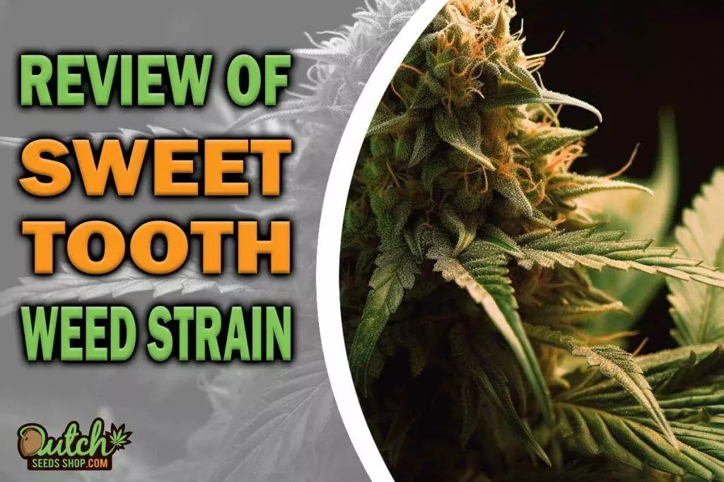 Review of Sweet Tooth Weed Strain