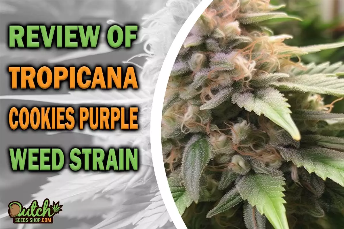 Tropicana Cookies Purple Marijuana Strain Information and Review