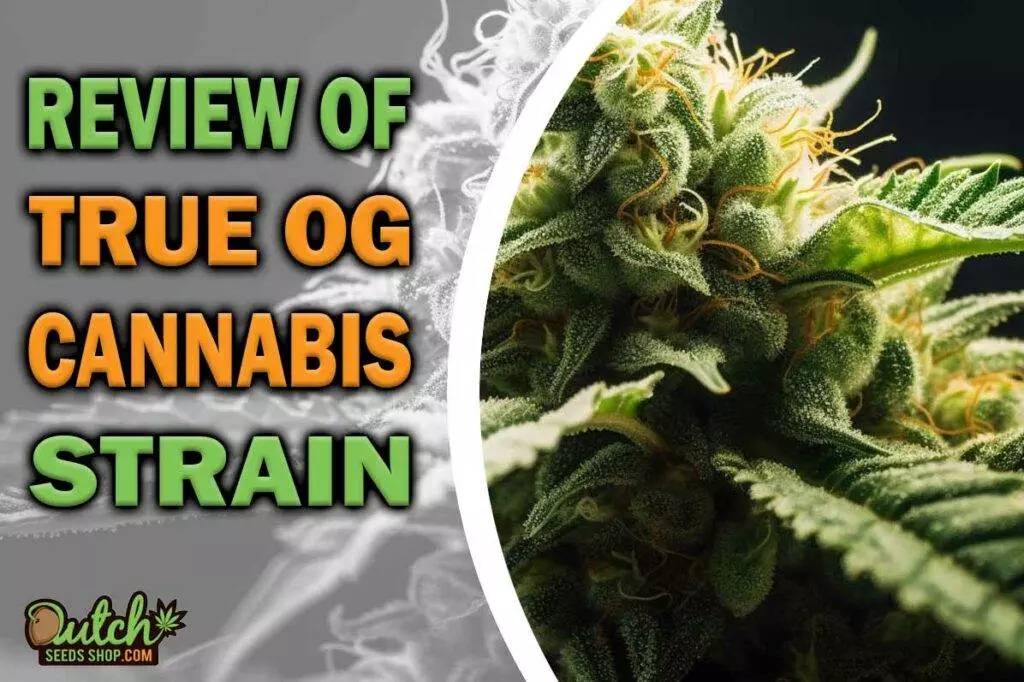 Review of True OG Cannabis Strain