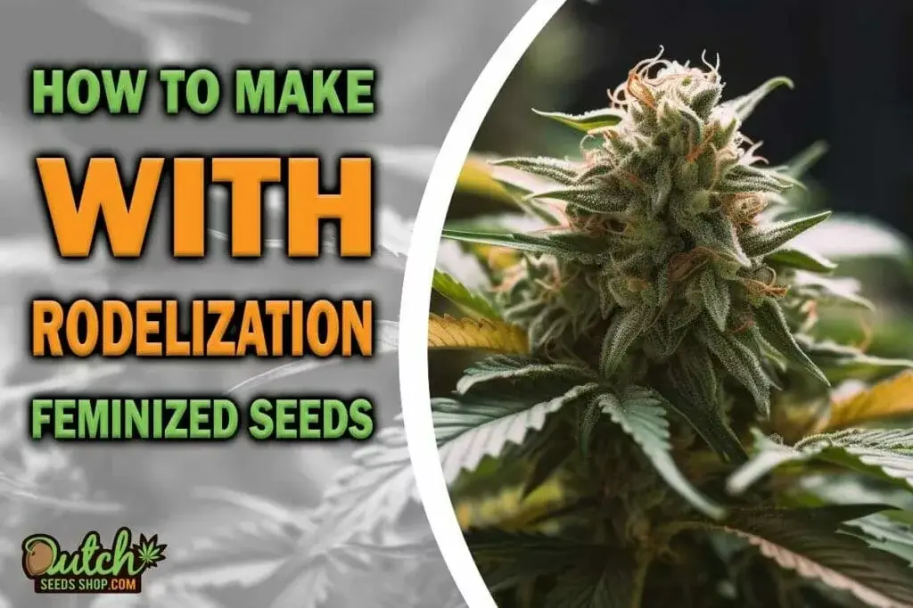 Rodelization Method for Creating Feminized Cannabis Seeds