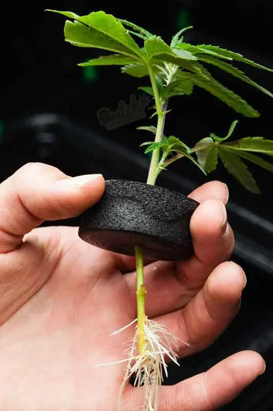 Rooting The Cuttings