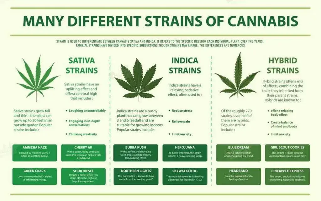 Sativa vs Indica vs Hybrid