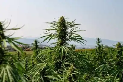 Sativa