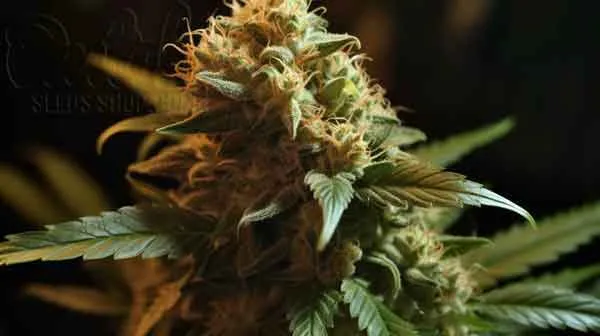 Schedule for Stopping CO2 Supplementation