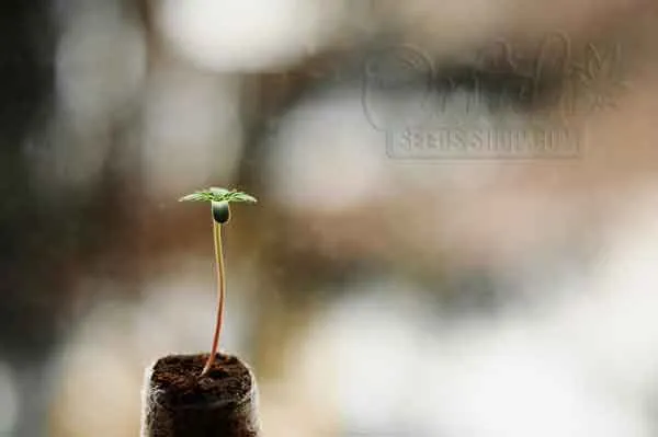Seedling Stage