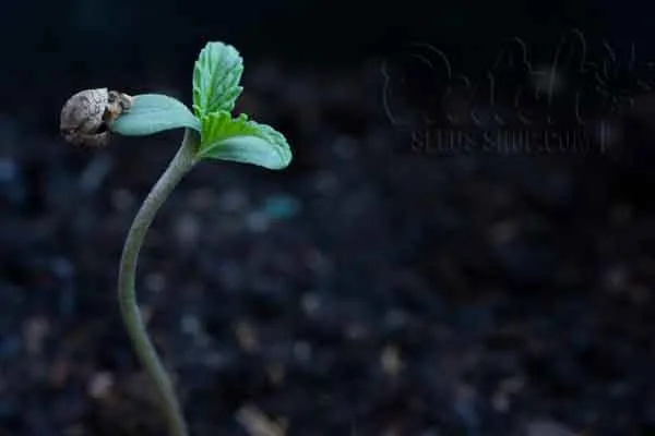 Seedling Stage