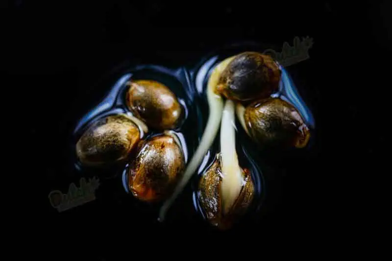 Seeds Germination In Water
